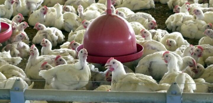 China suspende proibição de compra de carne de frango do Brasil