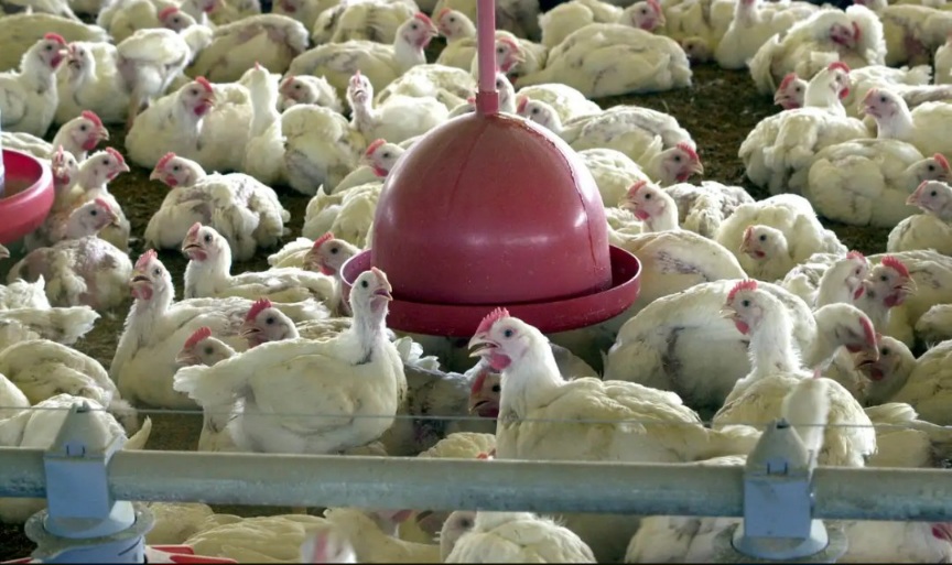 China suspende proibição de compra de carne de frango do Brasil