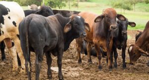 Leia mais sobre o artigo Abate de bovinos cresce 7% no 3º trimestre, diz IBGE