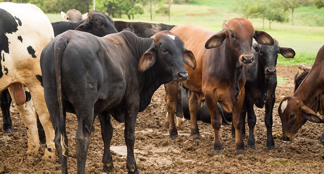 Abate de bovinos cresce 7% no 3º trimestre, diz IBGE
