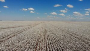 Leia mais sobre o artigo Após safra recorde de grãos em 2025, IBGE faz prognósticos de queda para safra 2026