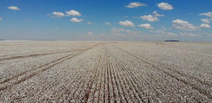 Após safra recorde de grãos em 2025, IBGE faz prognósticos de queda para safra 2026