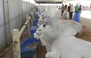 Leia mais sobre o artigo Agronegócio baiano responde por 24,9% do PIB no terceiro trimestre de 2025