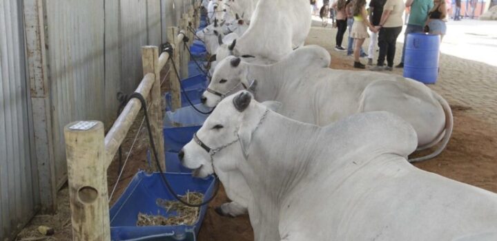 Agronegócio baiano responde por 24,9% do PIB no terceiro trimestre de 2025