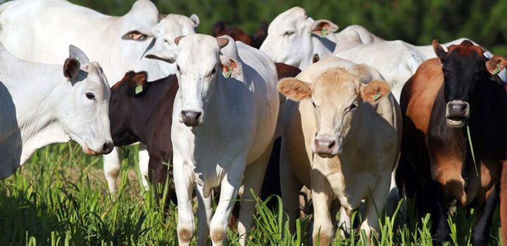 Abates de bovinos, suínos e frangos batem recorde no 3º trimestre