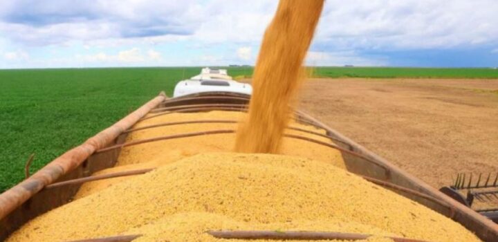 Em 2025, safra baiana alcança recorde de grãos com 12,8 milhões de toneladas