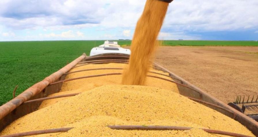 Em 2025, safra baiana alcança recorde de grãos com 12,8 milhões de toneladas