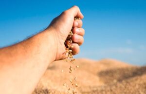 Leia mais sobre o artigo Brasil atinge novo recorde na safra de grãos, com 346,1 milhões de toneladas em 2025