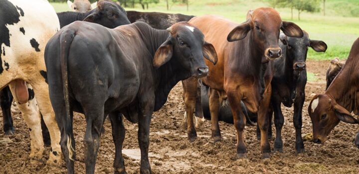 Abates de bovinos, suínos e frangos fecham 4º tri com altas anuais