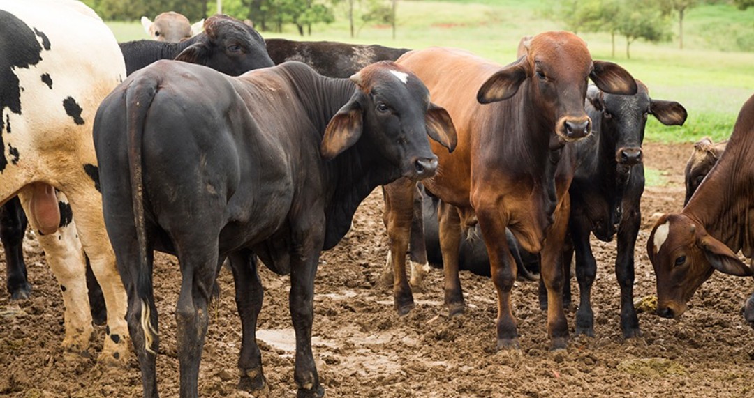 Abates de bovinos, suínos e frangos fecham 4º tri com altas anuais
