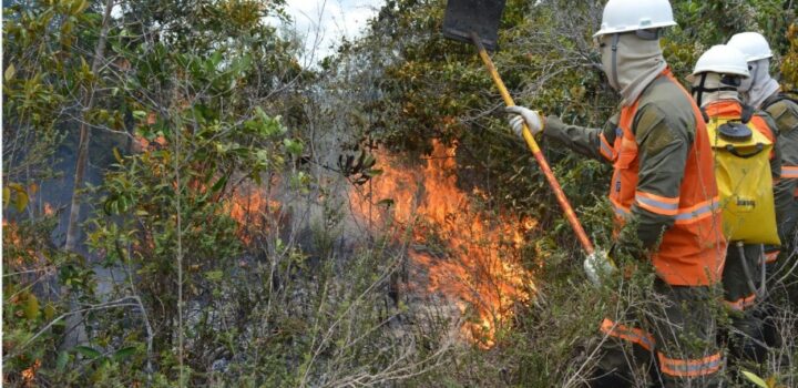 Bracell participa de seminário internacional e destaca educação como estratégia para prevenir incêndios florestais