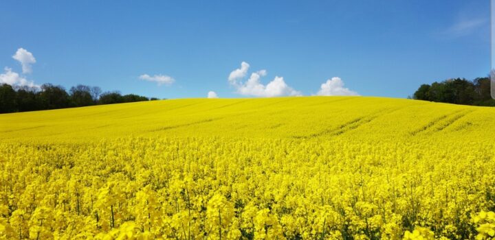 ABIMAQ divulga balanço do mercado em reunião dos associados na Expodireto Cotrijal