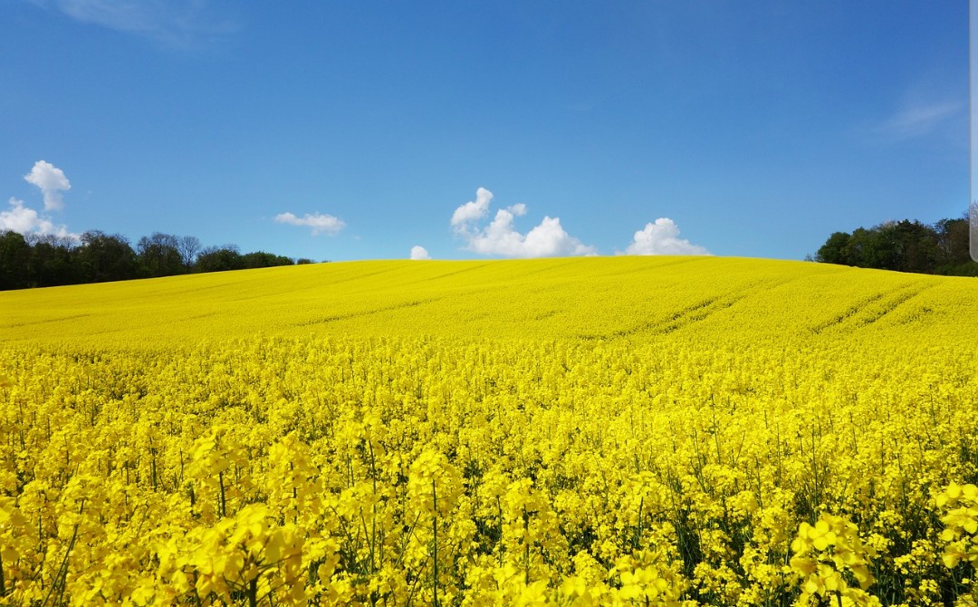ABIMAQ divulga balanço do mercado em reunião dos associados na Expodireto Cotrijal
