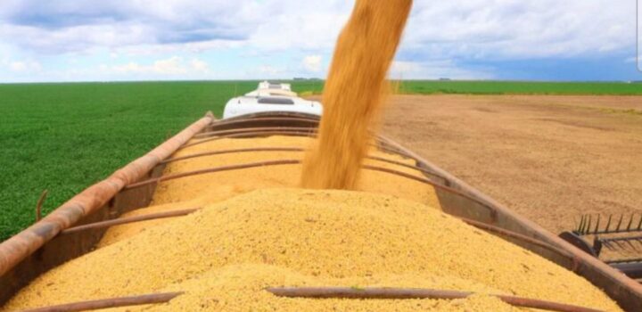 IBGE e Conab estimam aumento para a próxima safra de grãos