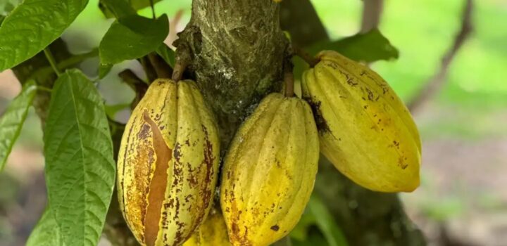 Governo da Bahia celebra avanço em projeto que valoriza o cacau nos chocolates