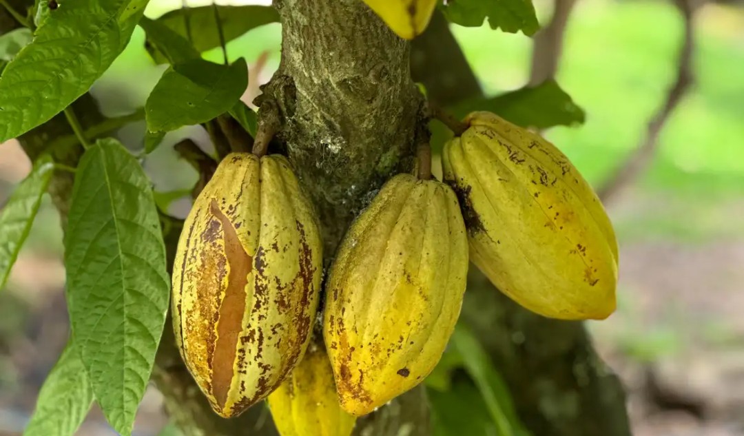 Governo da Bahia celebra avanço em projeto que valoriza o cacau nos chocolates