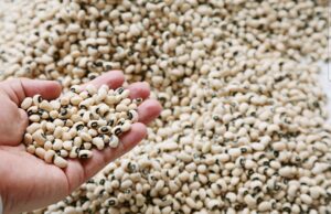 Leia mais sobre o artigo Agroindústria cresce 0,5% em janeiro, segundo FGVAgro