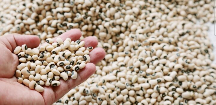 Agroindústria cresce 0,5% em janeiro, segundo FGVAgro