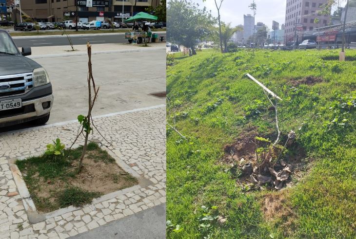 Vandalismo contra mudas ameaça expansão da arborização urbana em Salvador e traz prejuízo de R$ 3 milhões