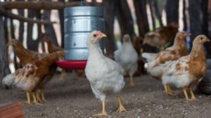 Leia mais sobre o artigo Governo da Bahia abre seleção de 50 organizações da agricultura familiar para fortalecer a produção de ovos caipiras