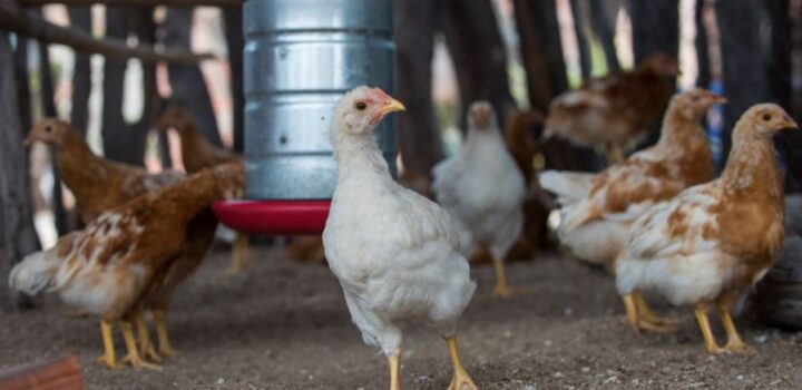 Governo da Bahia abre seleção de 50 organizações da agricultura familiar para fortalecer a produção de ovos caipiras