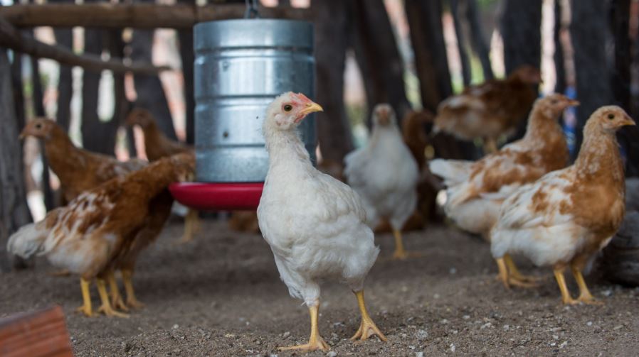 Governo da Bahia abre seleção de 50 organizações da agricultura familiar para fortalecer a produção de ovos caipiras