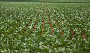 Leia mais sobre o artigo Reunião com bancada do agro termina sem acordo sobre dívidas rurais