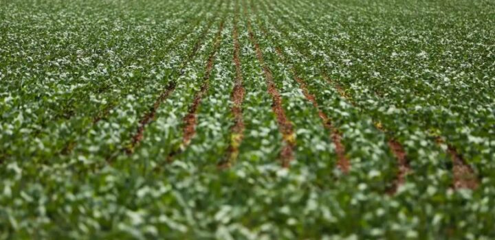 Reunião com bancada do agro termina sem acordo sobre dívidas rurais