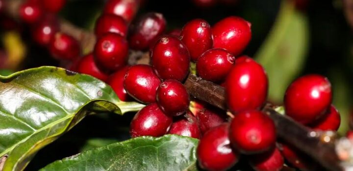 Aeronaves, óleo, café e carne estão fora do tarifaço imposto pelos EUA