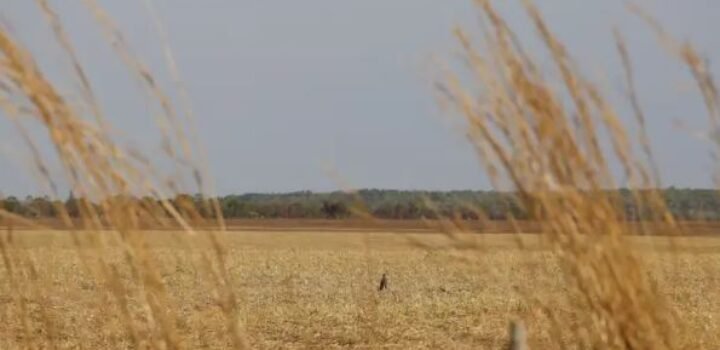 Embrapa entrega propostas de agricultura sustentável para candidatos