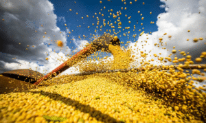 Leia mais sobre o artigo Produção agrícola brasileira superou R$ 927 bilhões em 2025