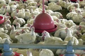Leia mais sobre o artigo UE suspende carnes do Brasil; entenda impacto e próximos passos