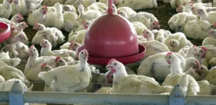 UE suspende carnes do Brasil; entenda impacto e próximos passos