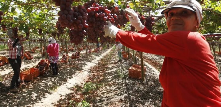 Agricultura baiana alcança R$ 56,2 bilhões em 2025